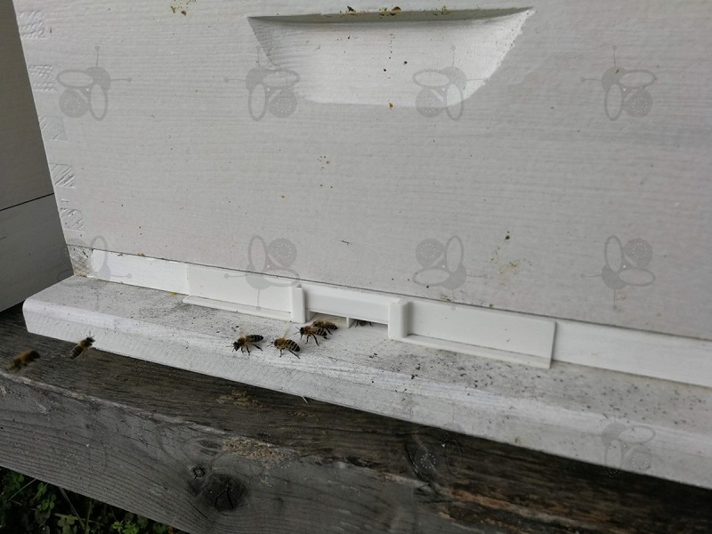 Der beste Weg, um Räuberei bei Bienen zu verhindern