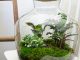 Das Ökosystem mit Pflanzen im Glas benötigt kein Licht