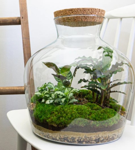 Das Ökosystem mit Pflanzen im Glas benötigt kein Licht